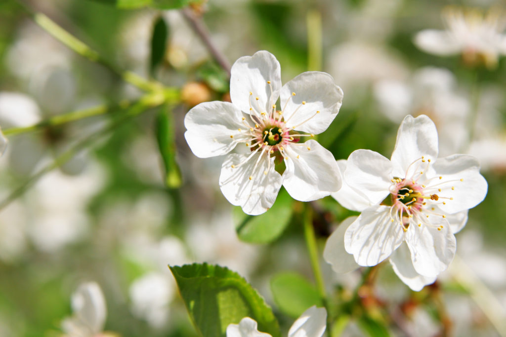 Branch with white cherry blossom