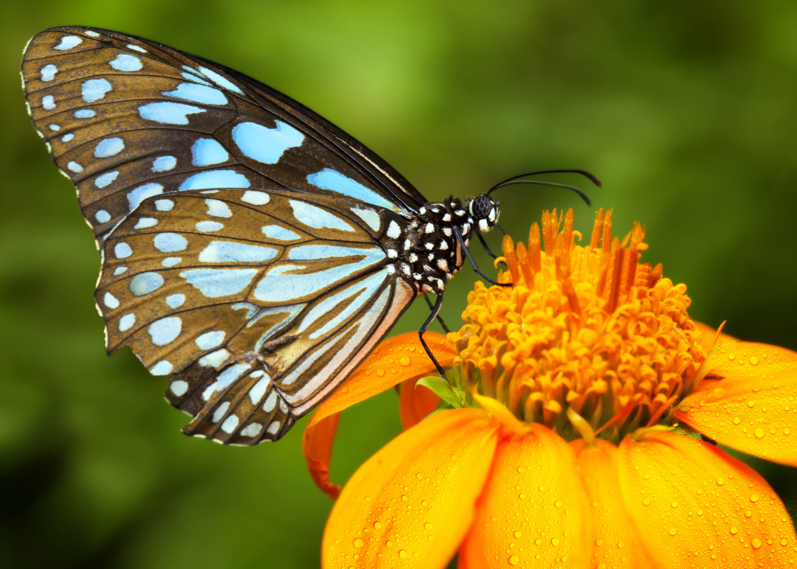 Blue Butterfly